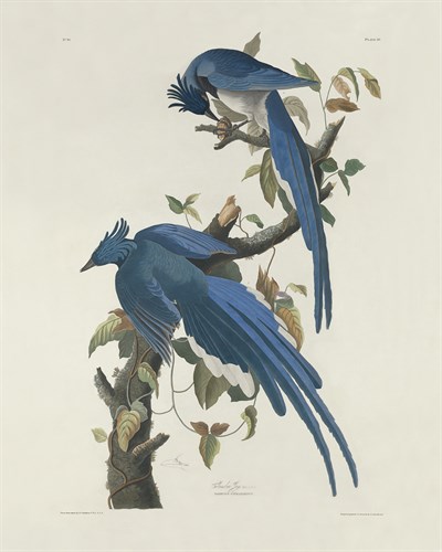 Columbia Jay - James Audubon