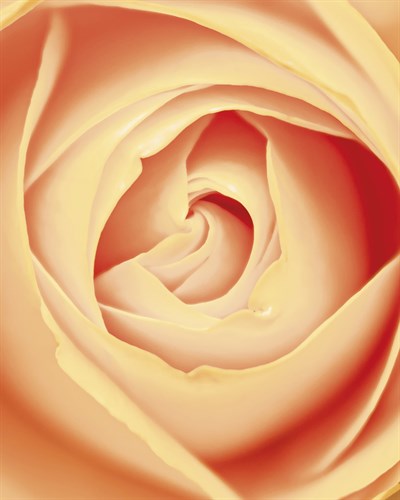 Romantic Rose - Smooth - Florian Schleinig