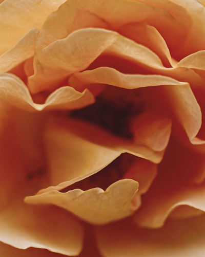 Romantic Rose - Soft - Florian Schleinig