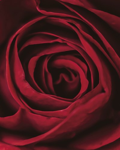 Romantic Rose - Sheen - Florian Schleinig