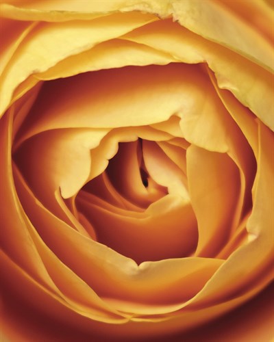 Romantic Rose - Silk - Florian Schleinig