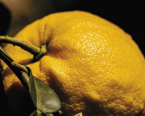 Mellow Market - Lemon - Florian Schleinig