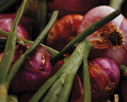 Mellow Market - Onion - Florian Schleinig