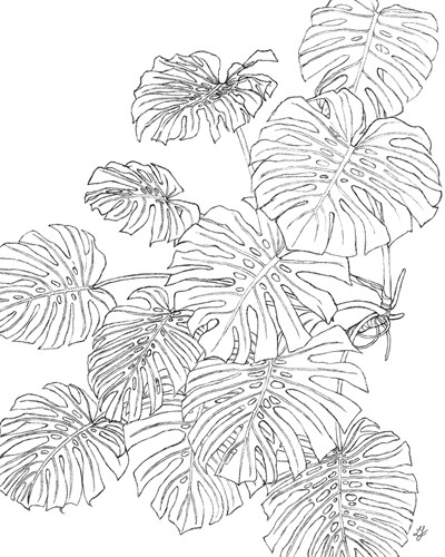 Linear Monstera - Grow - Lucy Francis