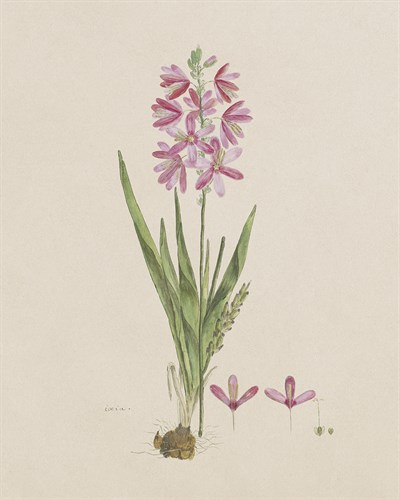 Ixia Patens - Robert Jacob Gordon
