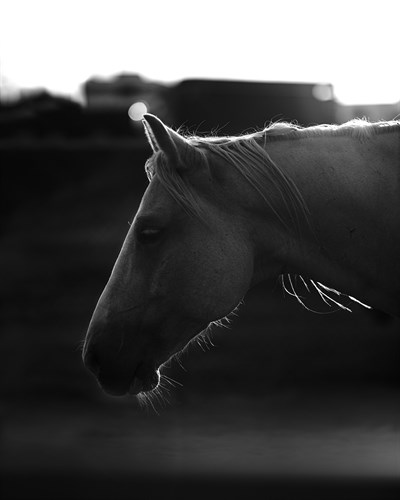 Rodeo Horse - Margaret Albaugh