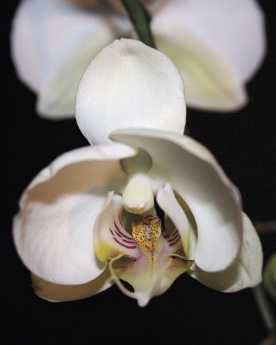 Orchid Light - Bud - Tony Koukos