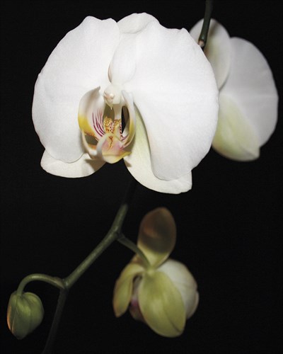 Orchid Light - Floret - Tony Koukos