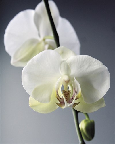 Orchid Light - Shine - Tony Koukos