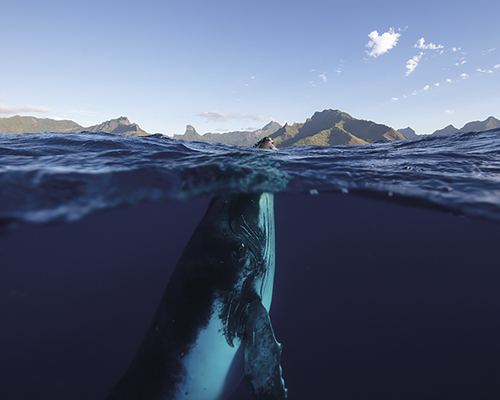 Mountain Above - Dive - Nathan Secker