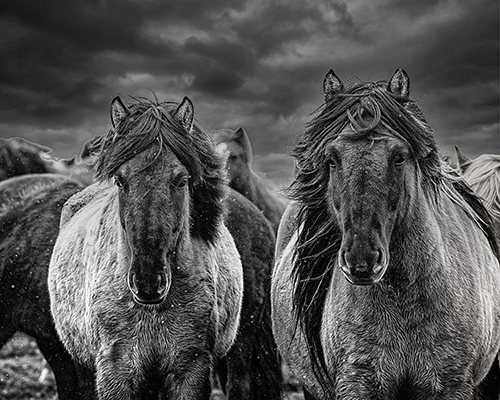 Snow Horses - Bobbie Goodrich