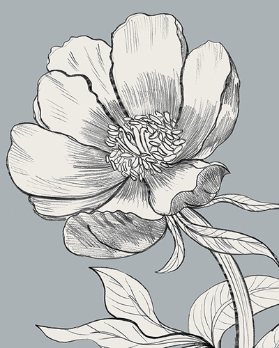 Linear Peony - Grow - Kay Widdowson