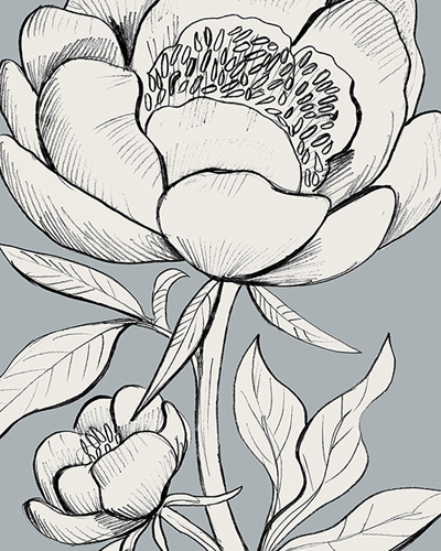 Linear Peony - Blossom - Kay Widdowson