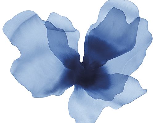 Floral Drift - Dream - Kristine Hegre