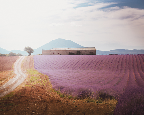 Purple Prairie Plains - Store - Florian Schleinig
