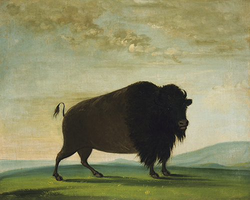 Buffalo Cow Grazing on the Prairie - George Catlin