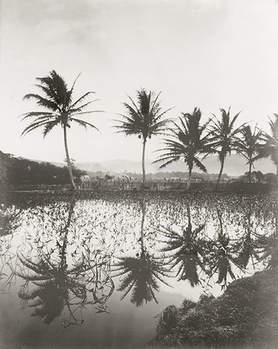 Coconut Grove - The Vintage Collection
