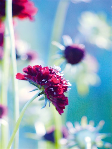 Scabious Haze I - Ella Lancaster