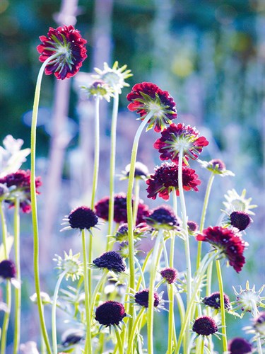 Scabious Haze II - Ella Lancaster