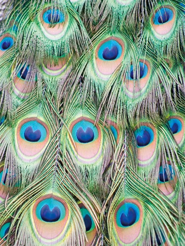 Peacock - Ella Lancaster