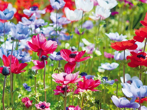 Summer Blush - Ella Lancaster