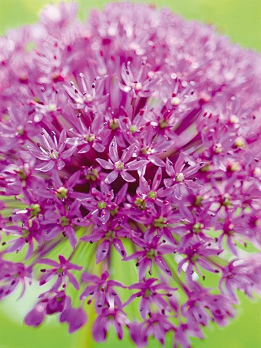 Flowerburst I - Ella Lancaster