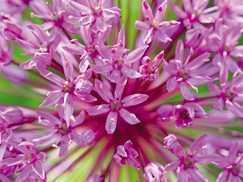 Flowerburst II - Ella Lancaster