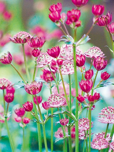 Astrantia Meadow - Ella Lancaster