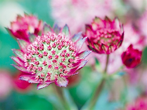Astrantia Haze I - Ella Lancaster