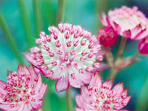 Astrantia Haze II - Ella Lancaster