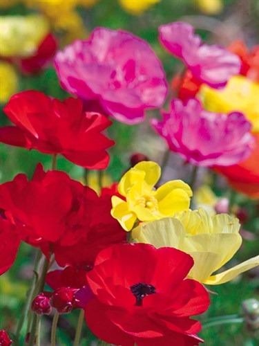 Summer Colour I - Ella Lancaster
