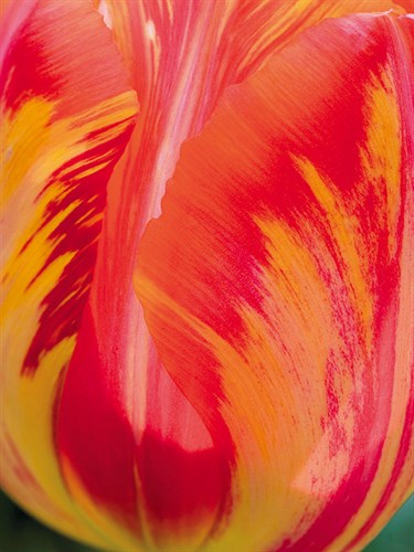 Radiant Orange Tulip - Ella Lancaster