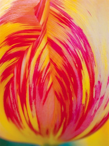 Radiant Yellow Tulip - Ella Lancaster