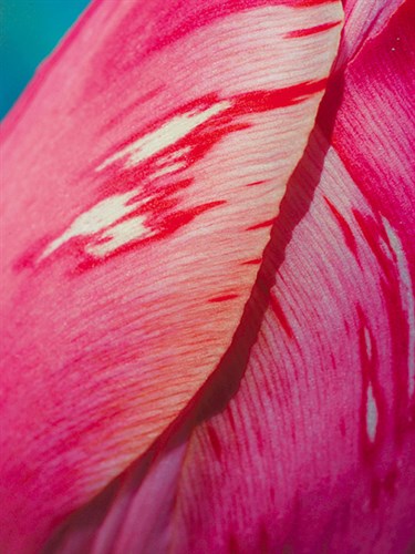 Radiant Pink Tulip I - Ella Lancaster