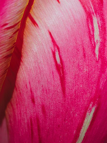 Radiant Pink Tulip II - Ella Lancaster