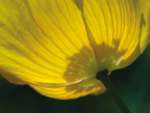 Lemon Tulip - Ella Lancaster