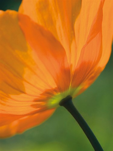 Sunshine Tulip - Ella Lancaster