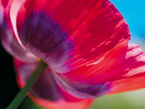 Radiant Poppy I - Ella Lancaster