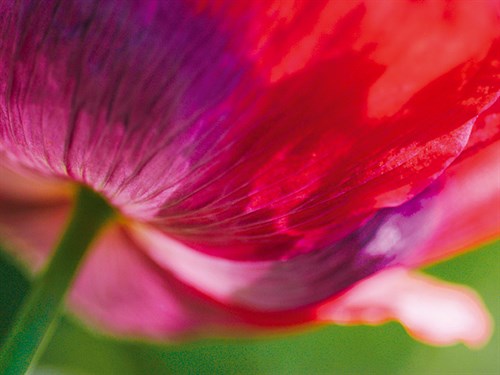 Radiant Poppy II - Ella Lancaster