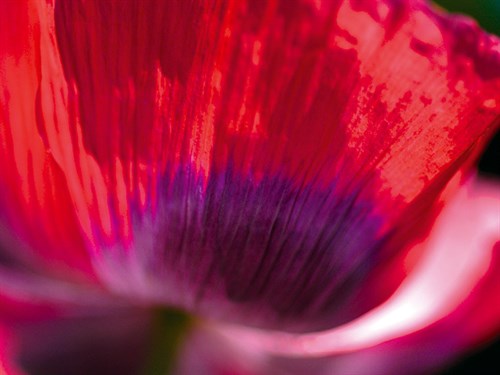 Radiant Poppy III - Ella Lancaster
