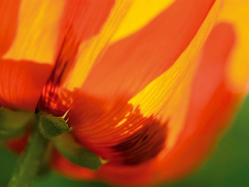 Radiant Yellow Poppy - Ella Lancaster