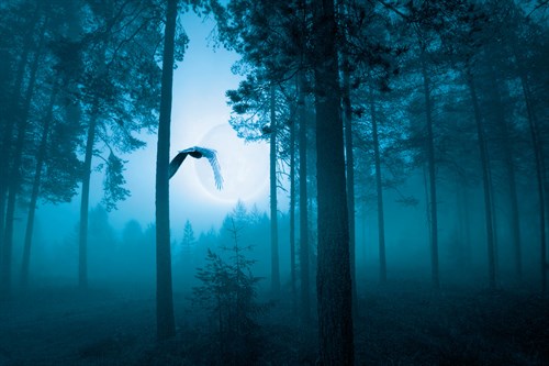 Forest Flight - Andreas Stridsberg