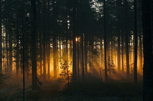 Forest - Early Light - Andreas Stridsberg