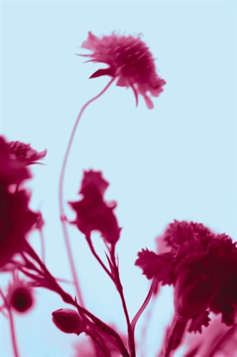 Dream In Blue - Katja Marzahn