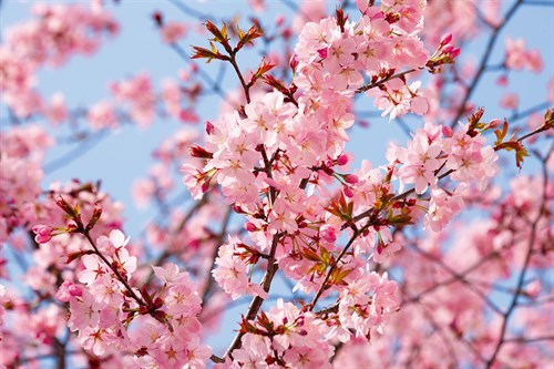 Blossom Haze - Joseph Eta