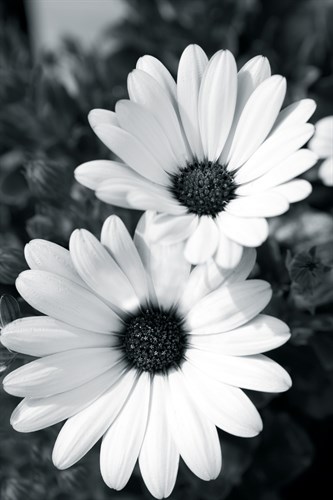 Daisy Dream - Joseph Eta