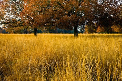 Through The Long Grass - Joseph Eta