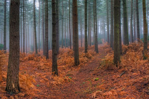 Beyond the Forest - Joseph Eta