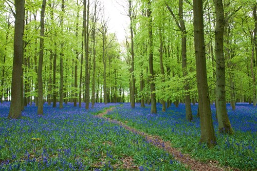 Bluebell Forest - Joseph Eta