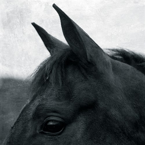 Horse Head - Pete Kelly